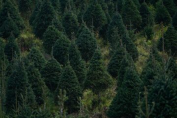 plantaci&oacute;n de arboles de navidad