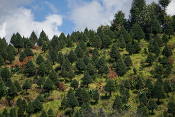 plantaci&oacute;n de arboles de navidad