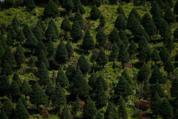 plantaci&oacute;n de arboles de navidad