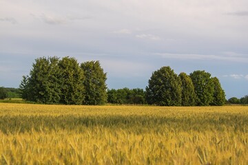 wheat field and sky