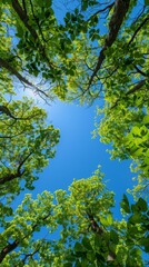 Fototapeta premium Green Leaves Framing a Blue Sky on a Sunny Day backdrop