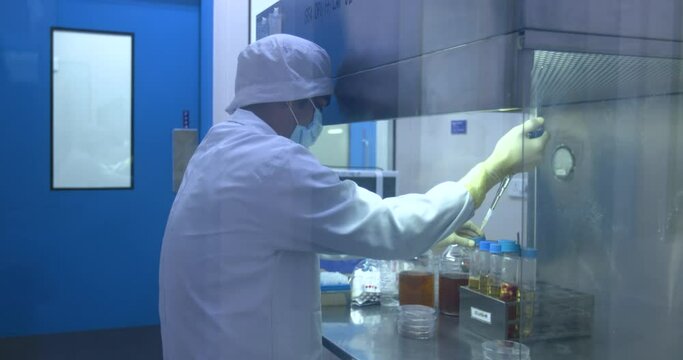microbiologist working with petridish in the microbiology laboratory, microbiologist scientist, at workplace in a research laboratory study a petri dish, microbiology petri dish experiment