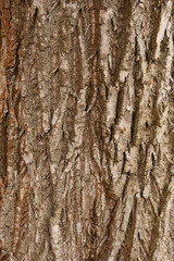 Bark of tree. Seamless brown tree bark texture