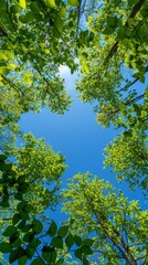 Fototapeta premium Green Leaves Framing a Blue Sky on a Sunny Day backdrop