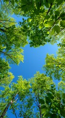 Obraz premium Green Leaves Framing a Blue Sky on a Sunny Day backdrop