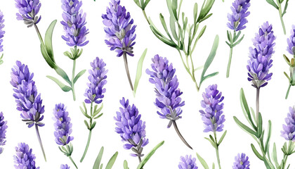 lavender painted in watercolor on a white background