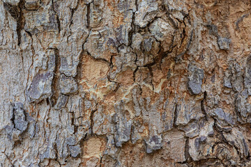 bark of a tree