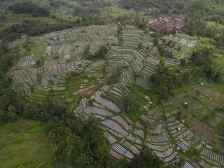 Rice terrace, Bali