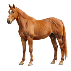 Obraz premium Majestic chestnut-colored horse standing gracefully, showcasing strength and elegance against a transparent background. Perfect for various uses. PNG transparent