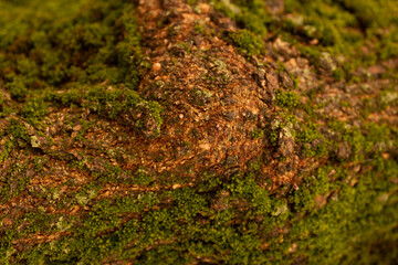moss on tree