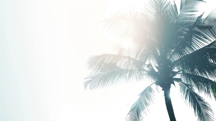 Fototapeta premium Delicate palm tree silhouette pristine white background close up ethereal overlay tropical theme