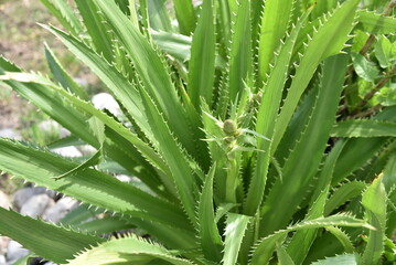 Eryngium agavifolium au jardin