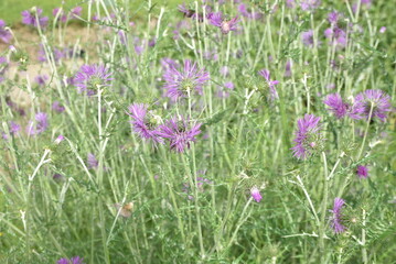 Carduus crispus au jardin au printemps