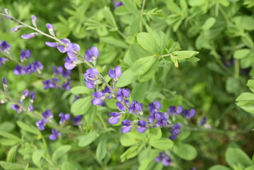 Lathyrus vernus au jardin au printemps