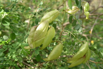 Colutea arborescens au printemps au jardin