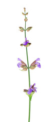 Salvia Officinalis isolated on white background. Purple pink flowers of sage. Medicinal and culinary herb.