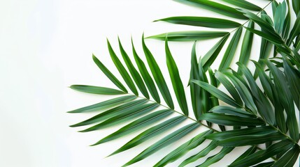 Naklejka premium Vibrant green palm leaves on pristine white background, minimalistic and fresh Perfect for modern and tropicalthemed imagery