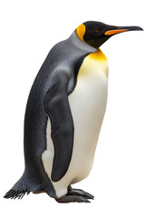 Naklejka premium King Penguin Vector Graphic