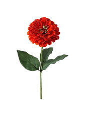 Red Zinnia flower isolated on transparent background
