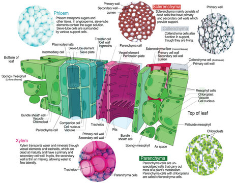 Types of plant tissue vector illustration. Labeled educational structure scheme. Biological closeup with cross section and longitudinal views. Parenchyma, collenchyma and sclerenchyma description info
