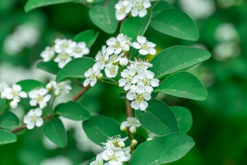 Blooming branch white flowers spirea in garden. Plants spiraea or meadowsweet of deciduous ornamental shrub of family rosaceae. Used in landscaping and organizing hedges in gardening. Park decoration.