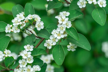 Blooming branch white flowers spirea in garden. Plants spiraea or meadowsweet of deciduous...