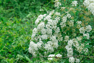 Blooming branch white flowers spirea in garden. Plants spiraea or meadowsweet of deciduous...