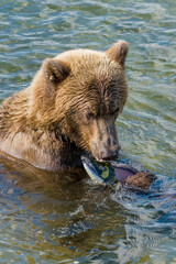 Brown Bear in water with Sockeye Salmon