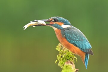 Common kingfisher Alcedo atthis bird songbird wildlife nature predator cock o the north, beautiful animal mountain finch, animal, bird watching ornithology, flower bud fauna wildlife Europe