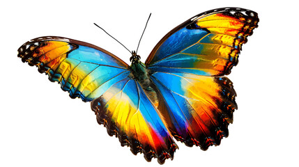 Very beautiful blue yellow orange butterfly in flight isolated on a white background