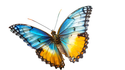 Very beautiful blue yellow orange butterfly in flight isolated on a white background