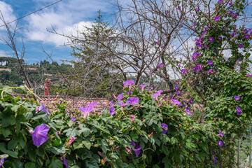 Obraz premium View of Biot village, a small, medieval, fortified historic village, located on a hilltop in the Provence-Alpes-Cote d'Azur, near the town of Antibes, between the cities of Nice and Cannes, France