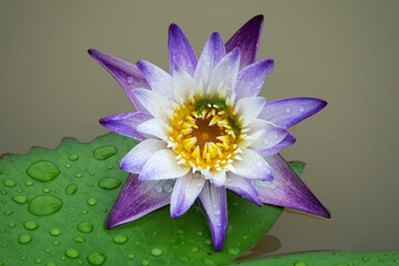 View of the waterlily on the pond after rain
