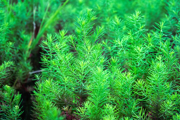 View of the aquatic plants on the pond