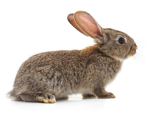 One red rabbit.