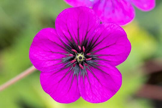 Cranesbill ann folkard (Geranium 'Anne Folkerd')