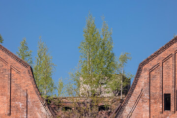 Ruins of a red brick building with trees growing on the roof against a blue sky