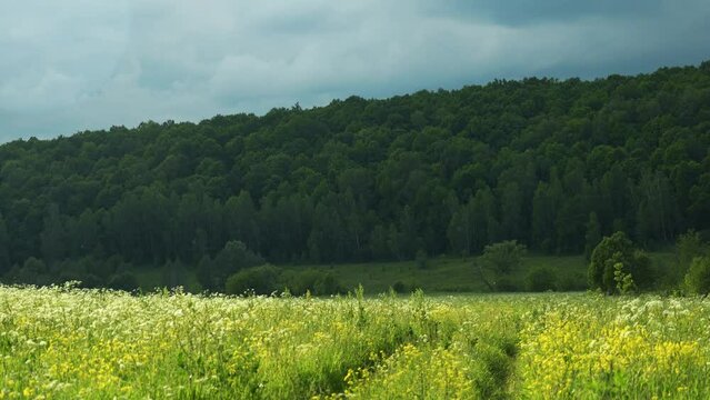 A field with wild flowers, contrasting sun in summer, bright colors. Hills and trees, clouds.