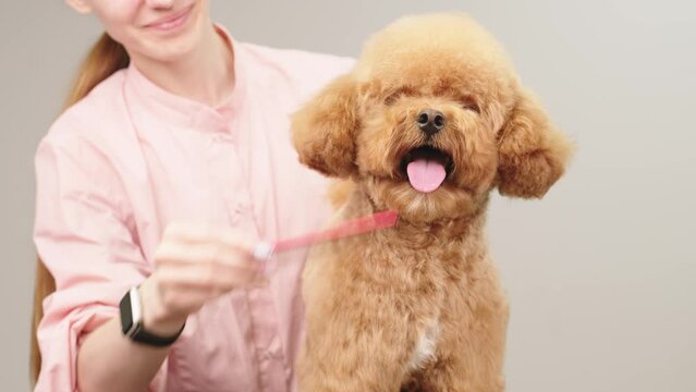 Groomer combs hair of small cute puppy poodle. The amusing canine sat calmly at the grooming salon or veterinary clinic. Cute poodle dog getting haircut.