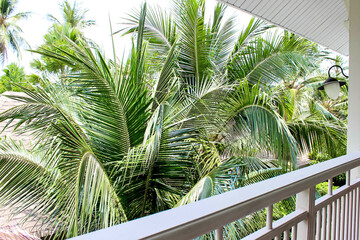 Fototapeta premium Enjoy the view from a tropical paradise balcony surrounded by lush green palm trees