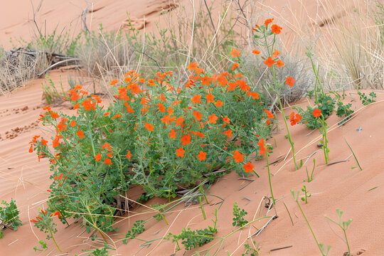 Blooming globemallow in the desert, orange flowers, sandy dunes, bright sun, contrasting hues