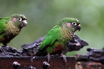 Close up of a Maroon-bellied Parakeet (Pyrrhura frontalis) perched on a feeder.
