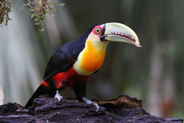 close up of a Red-breasted Toucan (Ramphastos dicolorus), isolated, perched on a wooden trunk