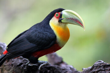 close up of a Red-breasted Toucan (Ramphastos dicolorus), isolated, perched on a wooden trunk