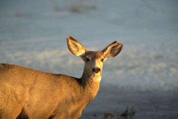 Wild Deer in Winter, Close-up shot of Deer by Snow