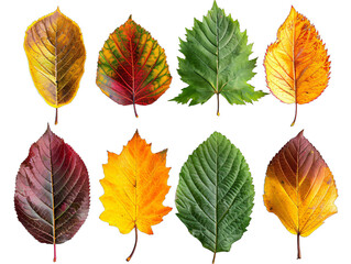 Close-up of diverse colored leaves