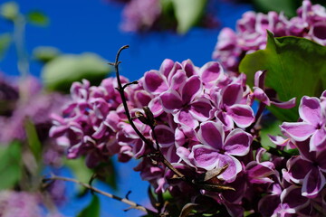 Blooming lilac (Syringa) close-up on a blurred background