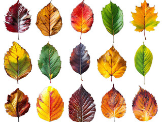 Obraz premium Variety of colorful leaves up close