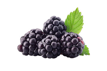 Fototapeta premium Blackberries and leaves on dark backdrop