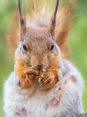 The squirrel with nut sits on a branches in the spring or summer.